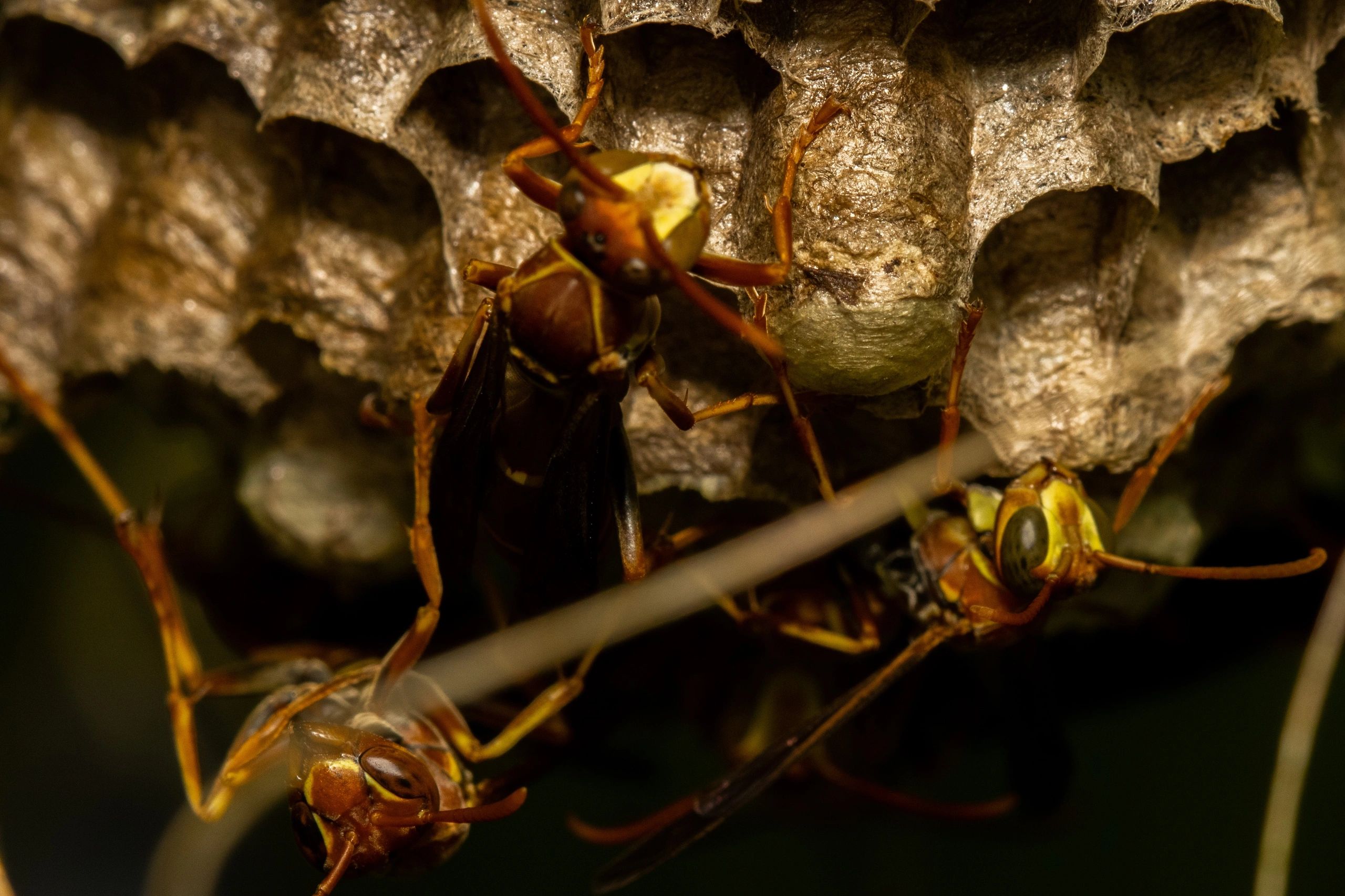 Pest Control Venice FL Dauber Down Pest Solutions Home